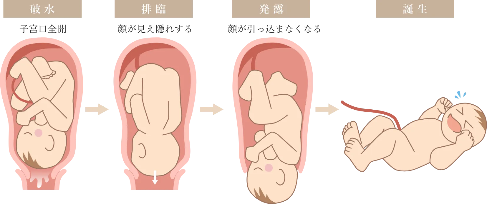 子宮内の赤ちゃんがお腹の中から出てくる様子
