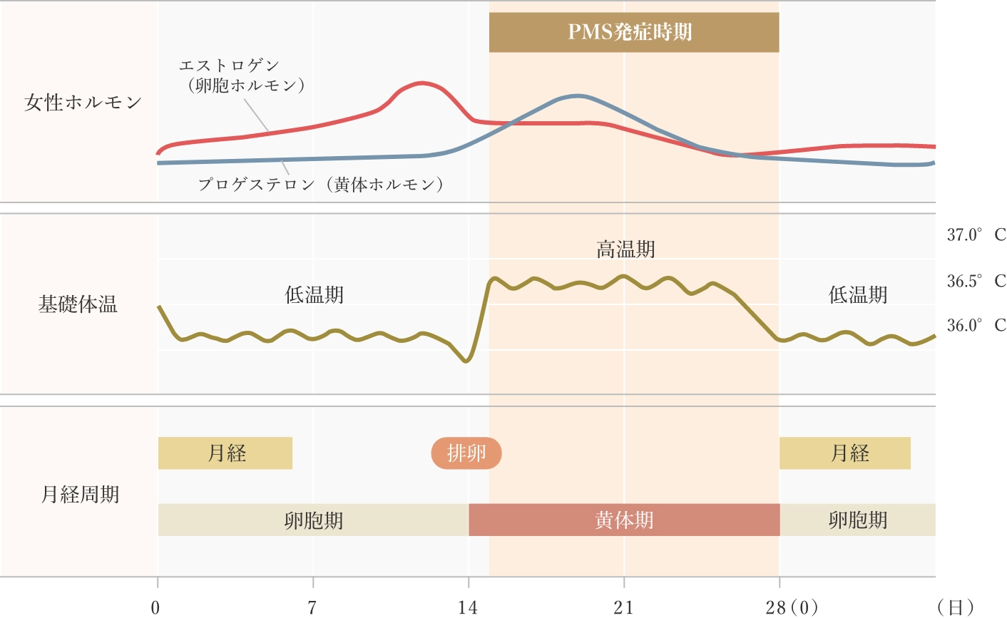 月経周期の28日間における、女性ホルモン（エストロゲンとプロゲステロン）、基礎体温、および周期相の変化図。卵胞期（低温期）にエストロゲンがピークを迎え、排卵後に黄体期（高温期）へ移行し、プロゲステロンが急増する。高温期後半はPMS発症時期にあたる。