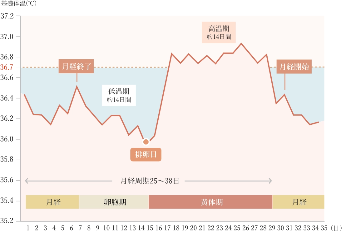 基礎体温サイクルのグラフ。基礎体温は、月経終了から排卵日にかけて約14日間の低温期が続き、排卵日を境に体温が上昇して約14日間の高温期となり、その後体温が下がり月経開始とともに次のサイクルへ移行する。